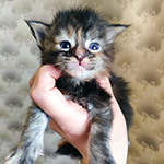 Котенок мейн-кун Taiga StarPaws, окрас fs 22, помет T, 03.11.2021