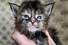 Котенок мейн-кун Taiga StarPaws, окрас fs 22, помет T, 03.11.2021