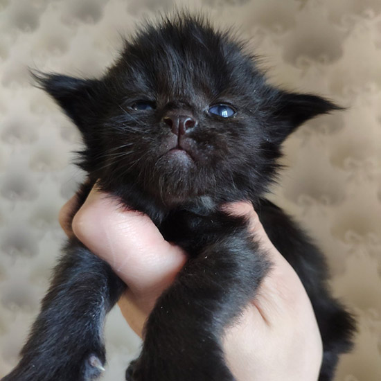 Котенок мейн-кун Talisman StarPaws, окрас n, помет T, 03.11.2021