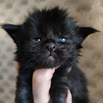 Котенок мейн-кун Talisman StarPaws, окрас n, помет T, 03.11.2021