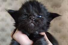 Котенок мейн-кун Talisman StarPaws, окрас n, помет T, 03.11.2021
