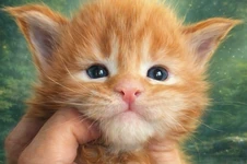 Котенок мейн-кун Tiffany StarPaws, окрас d 22, помет T, 03.11.2021