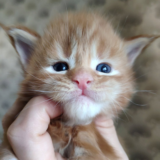 Котенок мейн-кун Tiffany StarPaws, окрас d 22, помет T, 03.11.2021