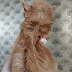 Котенок мейн-кун Tiffany StarPaws, окрас d 22, помет T, 03.11.2021