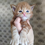 Котенок мейн-кун Tiffany StarPaws, окрас d 22, помет T, 03.11.2021