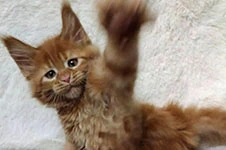Котенок мейн-кун Tisha StarPaws, окрас fs, помет T, 03.11.2021