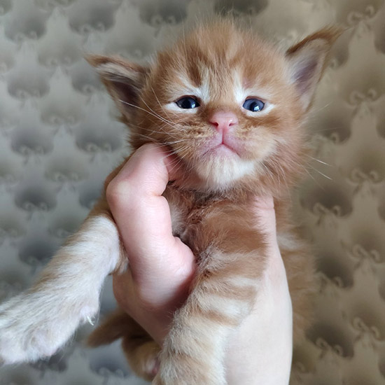 Котенок мейн-кун Tisha StarPaws, окрас fs, помет T, 03.11.2021
