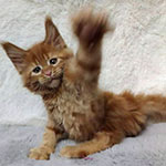 Котенок мейн-кун Tisha StarPaws, окрас fs, помет T, 03.11.2021
