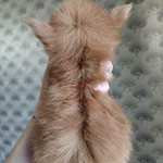 Котенок мейн-кун Tisha StarPaws, окрас fs, помет T, 03.11.2021