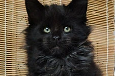 Котенок мейн-кун Tomas StarPaws, окрас n, помет T, 03.11.2021