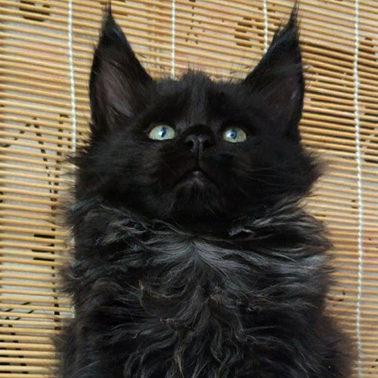 Котенок мейн-кун Tomas StarPaws, окрас n, помет T, 03.11.2021