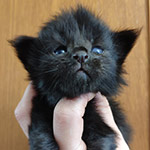 Котенок мейн-кун Tomas StarPaws, окрас n, помет T, 03.11.2021