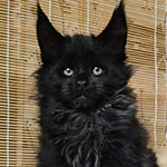Котенок мейн-кун Tomas StarPaws, окрас n, помет T, 03.11.2021