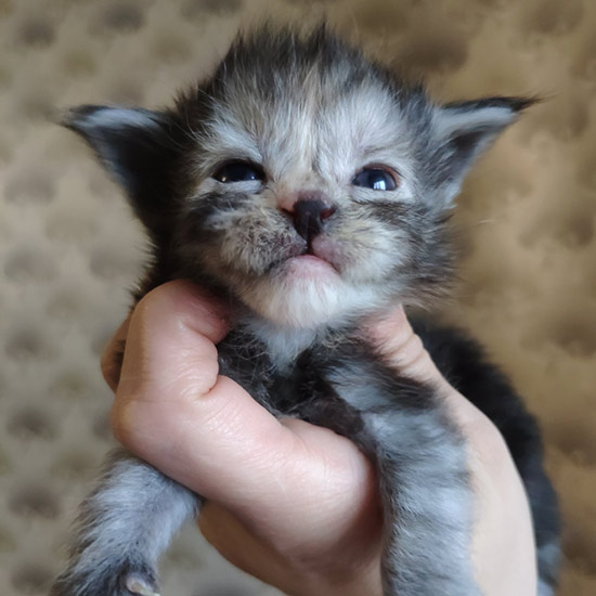 Котенок мейн-кун Tourmaline StarPaws, окрас fs, помет T, 03.11.2021