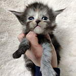Котенок мейн-кун Tourmaline StarPaws, окрас fs, помет T, 03.11.2021