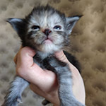 Котенок мейн-кун Tourmaline StarPaws, окрас fs, помет T, 03.11.2021