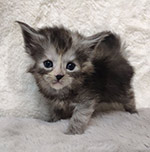 Котенок мейн-кун Tourmaline StarPaws, окрас fs, помет T, 03.11.2021