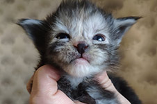 Котенок мейн-кун Tourmaline StarPaws, окрас fs, помет T, 03.11.2021