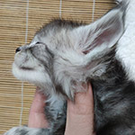 Котенок мейн-кун Tuman StarPaws, окрас ns 22, помет T, 03.11.2021