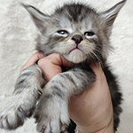 Котенок мейн-кун Tuman StarPaws, окрас ns 22, помет T, 03.11.2021