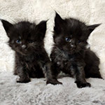 Котята мейн-кун StarPaws, помет T, 03.11.2021