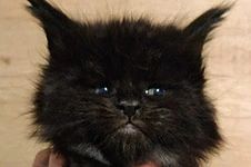Котенок мейн-кун Umbro StarPaws, окрас ns, помет U, 11.11.2021