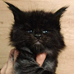 Котенок мейн-кун Umbro StarPaws, окрас ns, помет U, 11.11.2021