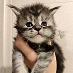 Котенок мейн-кун Umka StarPaws, окрас ns 22, помет U, 11.11.2021