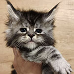 Котенок мейн-кун Umka StarPaws, окрас ns 22, помет U, 11.11.2021