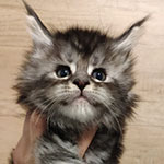 Котенок мейн-кун Umka StarPaws, окрас ns 22, помет U, 11.11.2021