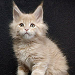 Котенок мейн-кун Vanda StarPaws, окрас e 22, помет V, 18.12.2021
