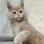 Котенок мейн-кун Vanda StarPaws, окрас e 22, помет V, 18.12.2021