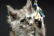 Котенок мейн-кун Vanga StarPaws, окрас fs, помет V, 18.12.2021