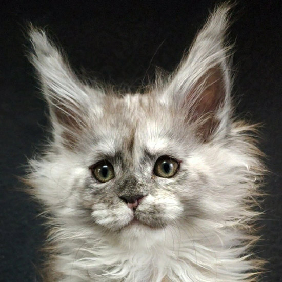 Котенок мейн-кун Vanga StarPaws, окрас fs, помет V, 18.12.2021