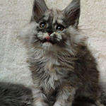 Котенок мейн-кун Vanga StarPaws, окрас fs, помет V, 18.12.2021