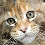 Котенок мейн-кун Vasilinka StarPaws, окрас fs 22, помет V, 18.12.2021