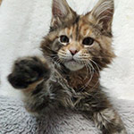Котенок мейн-кун Vasilinka StarPaws, окрас fs 22, помет V, 18.12.2021