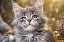 Котенок мейн-кун Volar StarPaws, окрас as 22, помет V, 18.12.2021