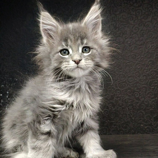 Котенок мейн-кун Volar StarPaws, окрас as 22, помет V, 18.12.2021