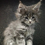 Котенок мейн-кун Volar StarPaws, окрас as 22, помет V, 18.12.2021