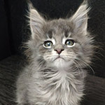 Котенок мейн-кун Volar StarPaws, окрас as 22, помет V, 18.12.2021