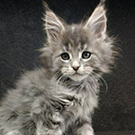 Котенок мейн-кун Volar StarPaws, окрас as 22, помет V, 18.12.2021