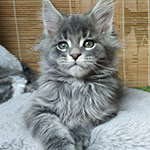Котенок мейн-кун Volar StarPaws, окрас as 22, помет V, 18.12.2021