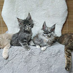 Котята мейн-кун StarPaws, помет V, 18.12.2021
