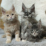 Котята мейн-кун StarPaws, помет V, 18.12.2021