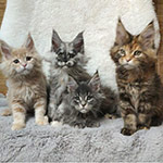 Котята мейн-кун StarPaws, помет V, 18.12.2021