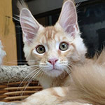 Котенок мейн-кун Walker StarPaws, окрас ds 22, помет W, 09.03.2022