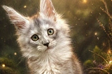 Котенок мейн-кун Wanda StarPaws, окрас fs, помет W, 09.03.2022