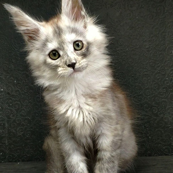 Котенок мейн-кун Wanda StarPaws, окрас fs, помет W, 09.03.2022