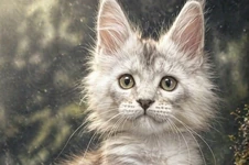 Котенок мейн-кун Weronika StarPaws, окрас fs, помет W, 09.03.2022